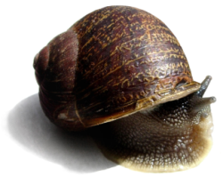 如何从头开始为系统还原做准备