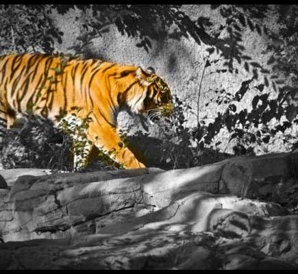 来自PC的SMS：从计算机发送和读取SMS消息[Android]