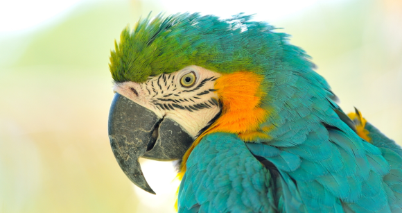 withU：与iOS和DLNA / UPnP设备共享iPod音乐库[iOS]（免费许可证）