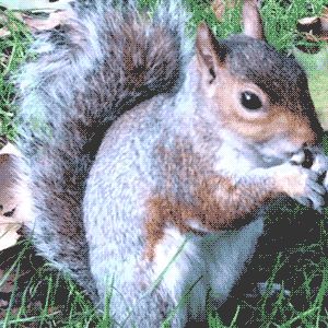 如何在Photoshop CS5中制作自己的CinemaGraph