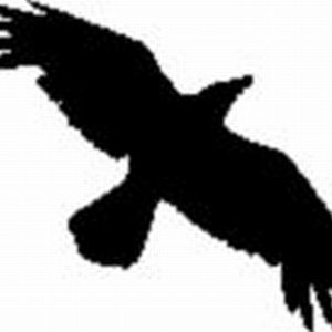 使用数据乌鸦来组织和管理您的所有东西[Windows]