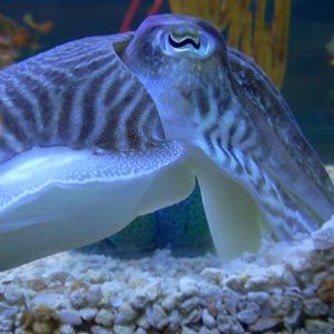 墨鱼：设置动作和反应以自动执行Ubuntu