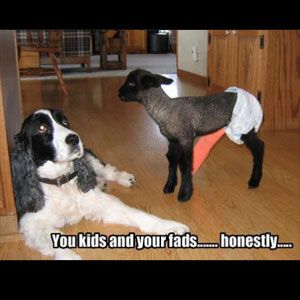 十大风靡世界的互联网风尚…简而言之