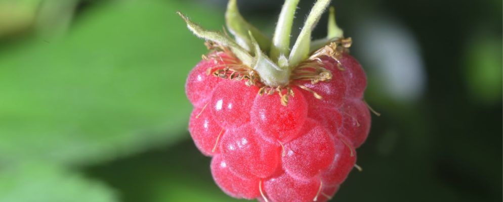在Raspberry Pi上安装软件的5种方法