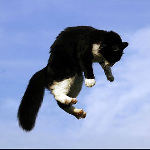 如何给宠物拍张惊人的照片