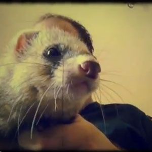 用运动图像记录生活：如何制作视频日记[iOS]