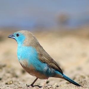 在iPad上浏览Twitter的5种独特方法[iOS]