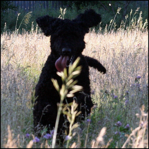 所以你失去了最好的朋友?这些网站可以帮助您找到丢失的宠物