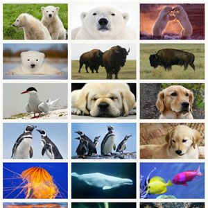 您无法处理可爱的动物:在哪里实时观看现实生活中的动物