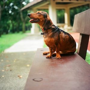 养狗吗?查看这7种资源,以帮助您选择品种