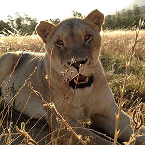 智能手机相机避免模糊的5种方法