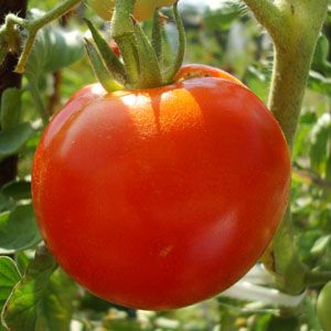 Pomodoro Web App Tomato.es使时间管理变得简单