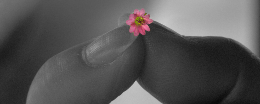 寻找最佳的PNG图像压缩工具