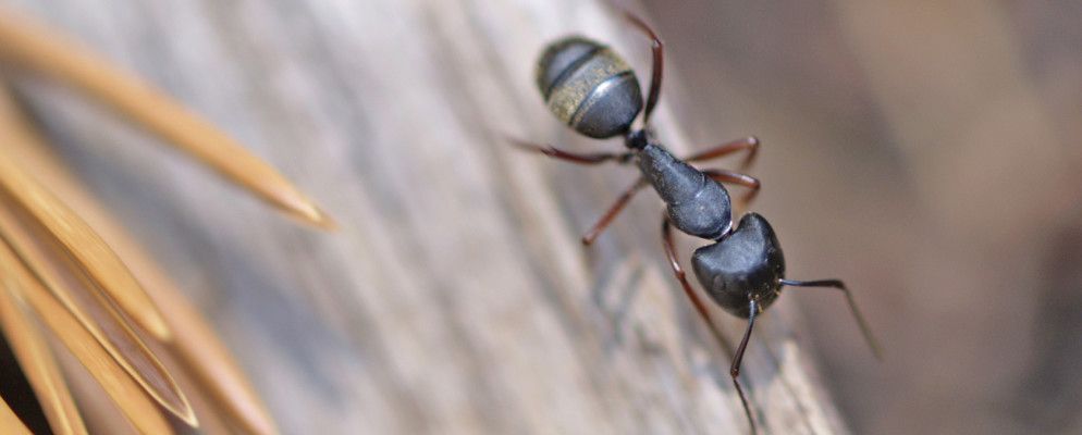 Ant Video Downloader：用于下载在线视频的Dead Easy工具[Firefox，IE]