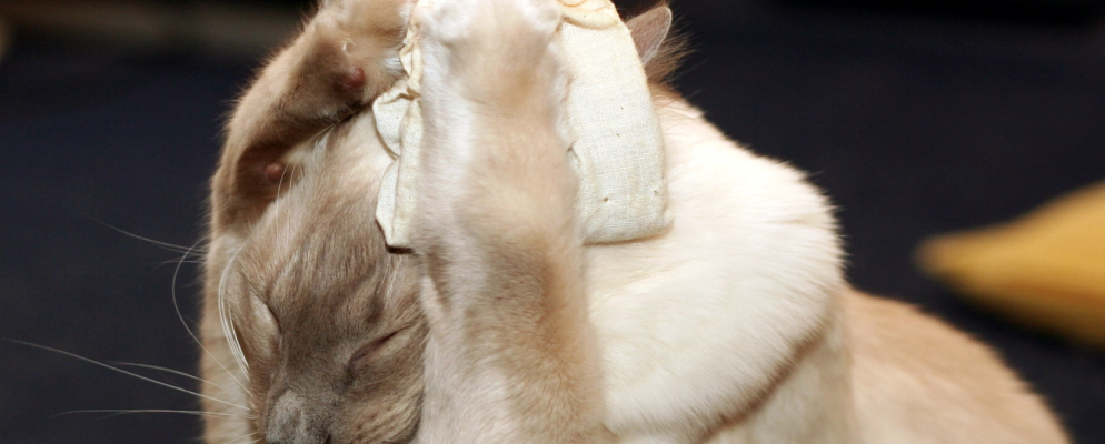 如何避免社交媒体上的尴尬