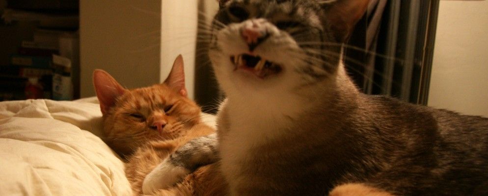 收藏此帖子:Us vs Th3m是您从未听说过的最佳网站