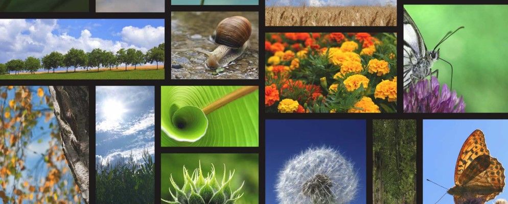 如何在Microsoft Research Mood Board上将想法变为现实