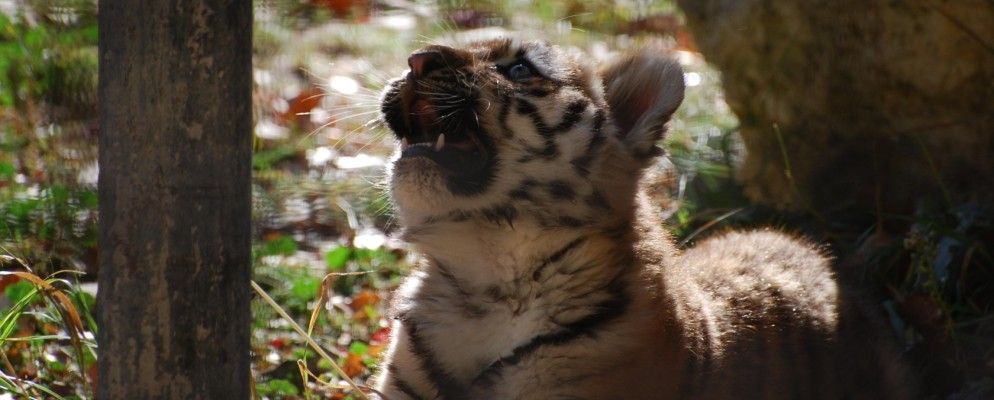 害怕虎牌直销的总国防折扣吗? 3个消除恐惧的简单步骤