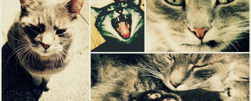 如何将随机快照转换为具有统一外观的照片系列