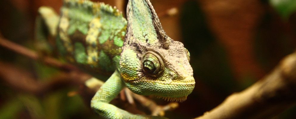 openSUSE 13.1:具有长期支持的Solid Linux版本