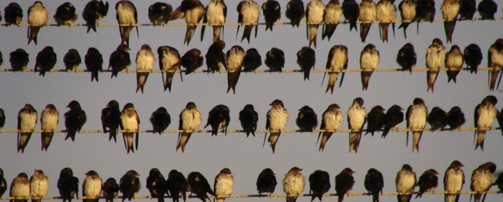 飞扬的鸟消失了，斯诺登网络爬虫消失了，地牢守护者的等级了[技术新闻摘要]
