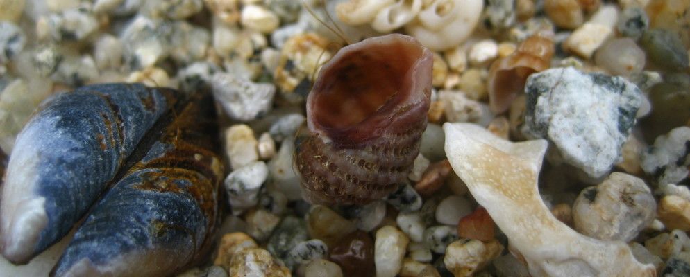 移动Shell脚本：Sh.py在这里，而且很棒。