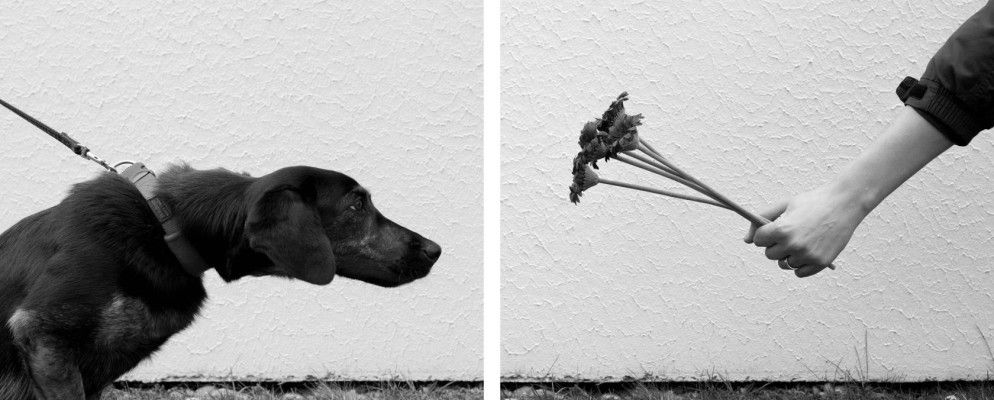 在iPhone或iPad上创建令人印象深刻的双联画和三联画