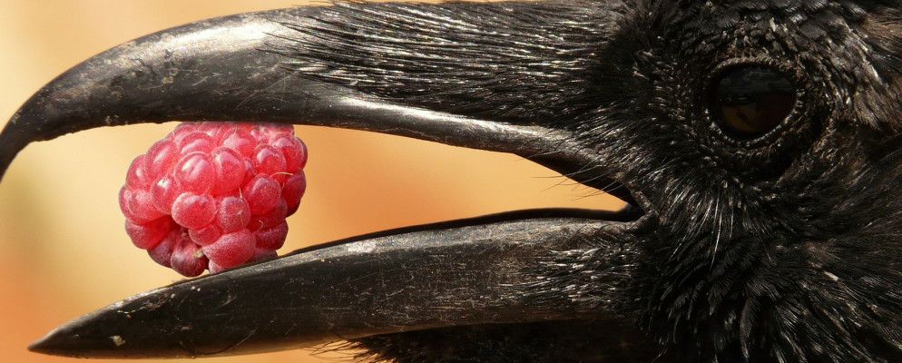 Raspberry Pi可以完成8项非常有用的计算任务