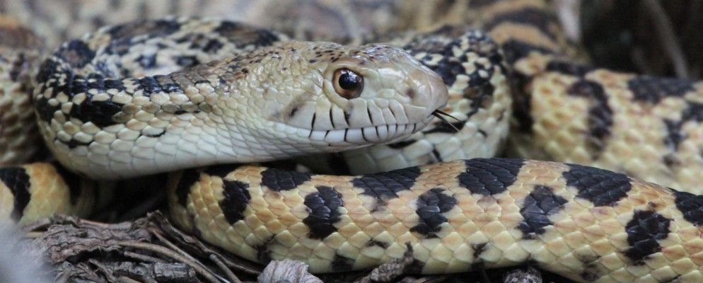 安全还是可怕-如何识别哪些野生动物真正危险