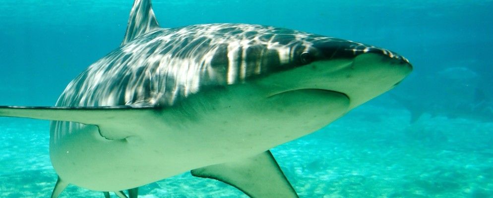 当鲨鱼攻击互联网时，大多数人都希望获得网络中立性，还有更多……[技术新闻摘要]