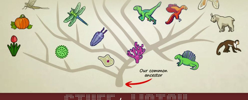 几分钟了解进化和自然选择的基础