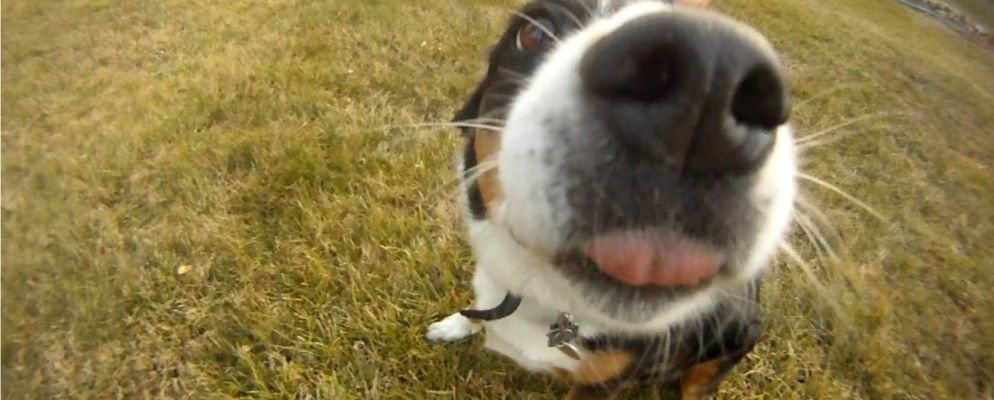 使用不涉及极限运动的GoPro相机的6种方法