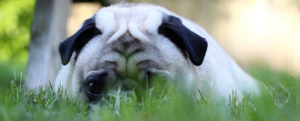 PrivDog危害您的安全，Google Blogger禁止裸露[技术新闻摘要]