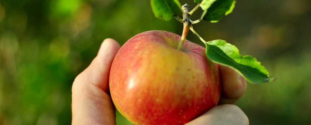 帮助苹果找到Mojo的10个有趣想法