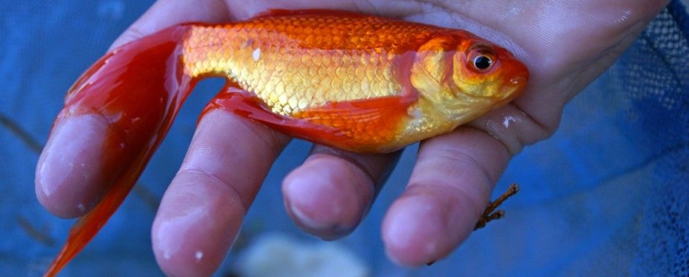 您可能不会完整阅读这篇文章，因为智能手机[科技新闻摘要]