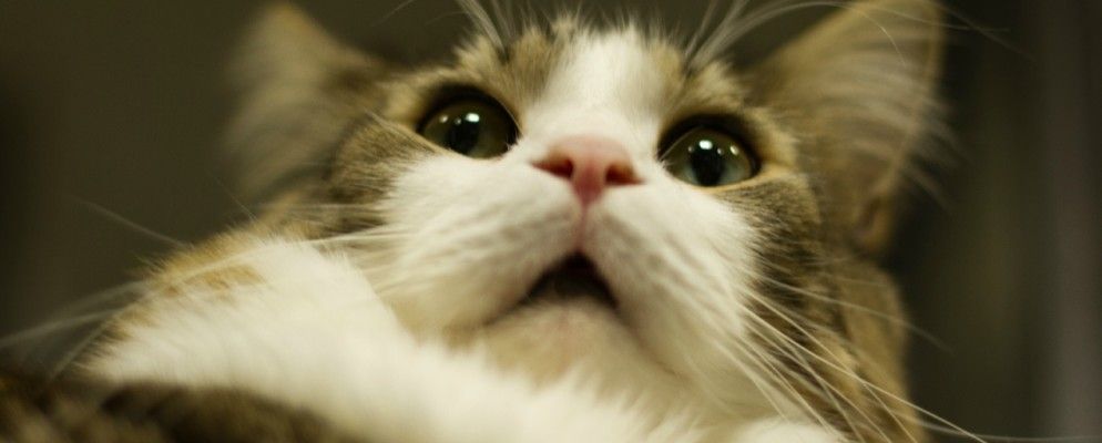 观看猫咪视频对您有好处，谷歌搜索快餐不好，还有更多……[科技新闻摘要]