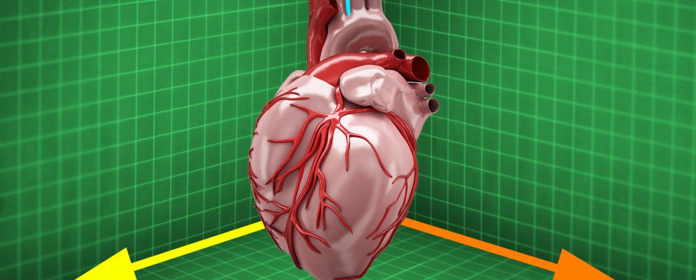 在哪里下载高质量3D解剖模型