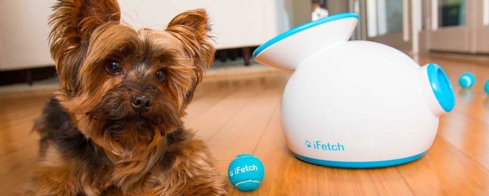 6种自动化宠物产品,使成为宠物主人变得容易