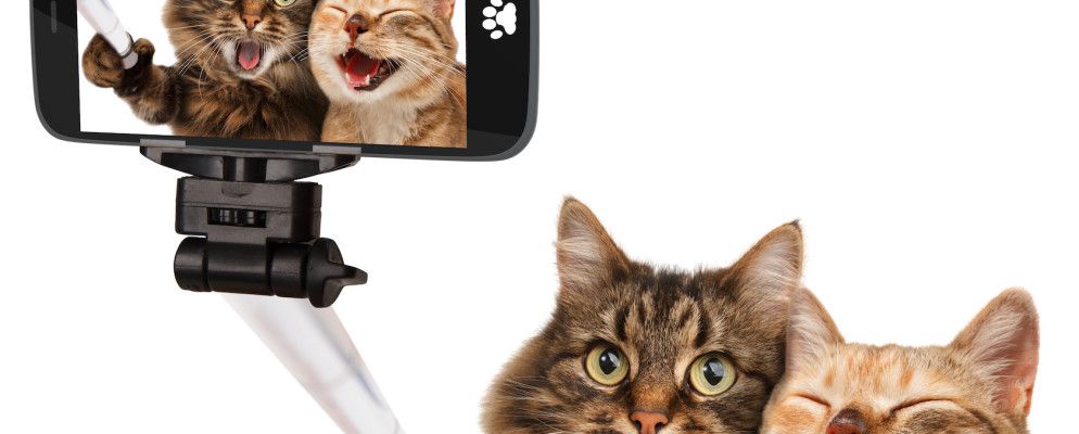 3种在网络上出名的疯狂可爱的宠物