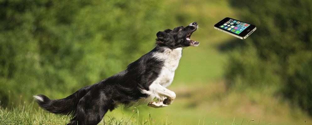 这些宠物训练小工具将使您的毛茸茸的朋友保持排队