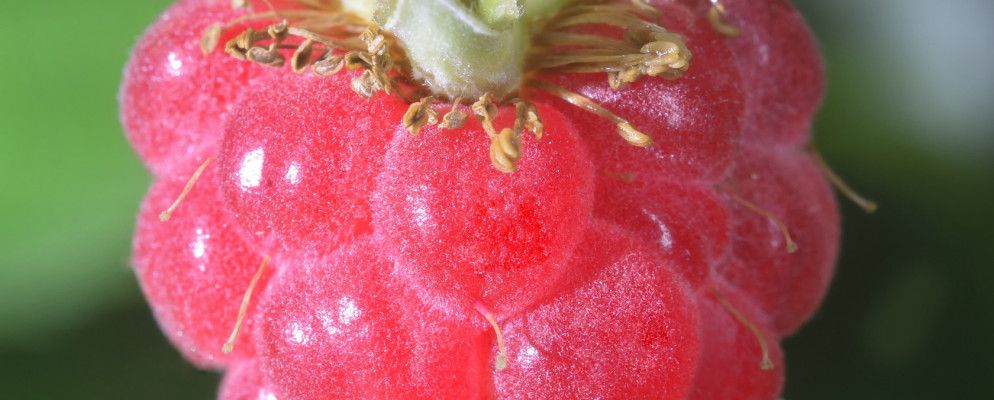 如何在Raspberry Pi 3上启动蓝牙并运行