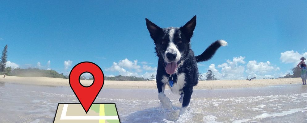 如何使用iOS或Android追踪宠物