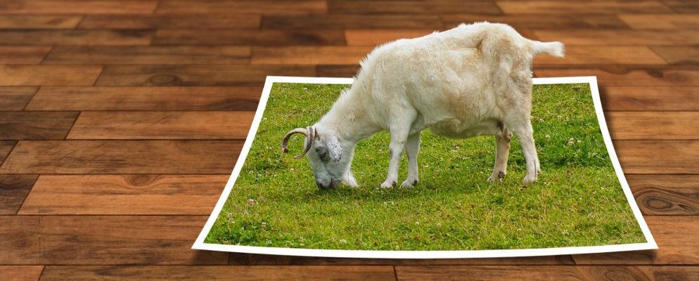 如何在Photoshop中使用形状裁剪图像