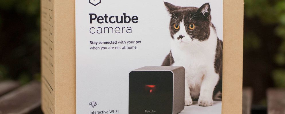 使用Petcube远程观看和玩耍