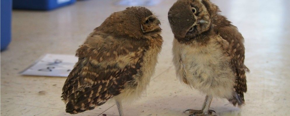 Twitter努力推销自己，从未为勒索软件买单……[科技新闻摘要]