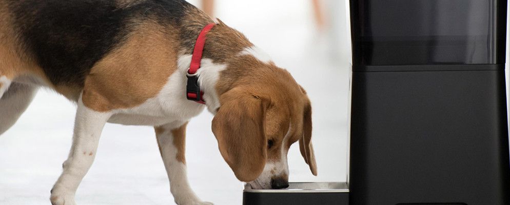 最好的自动宠物喂食器
