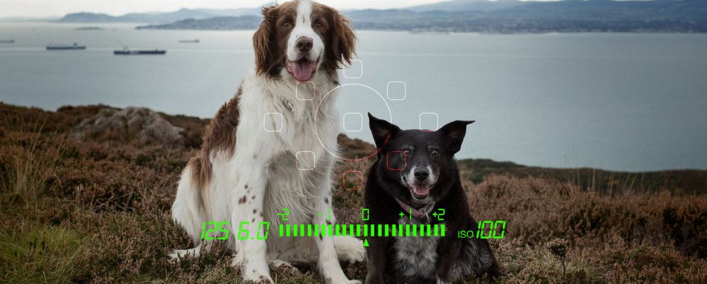 如何给狗拍张真棒照片