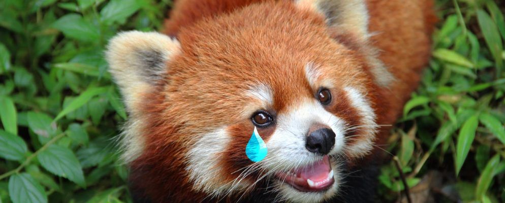 如何检查哪些Firefox扩展将在Firefox 57中停止工作