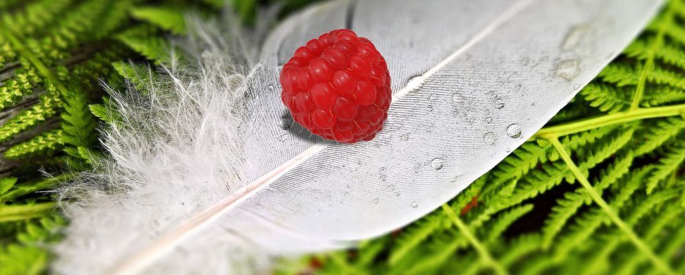Raspberry Pi的6种轻量级操作系统