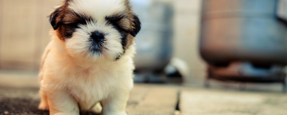 为了爱狗：5个可爱的小狗照片和视频的最佳去处